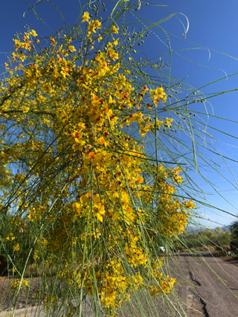 May 13 - Pat's Palo Verde. 
Check out those long needles!